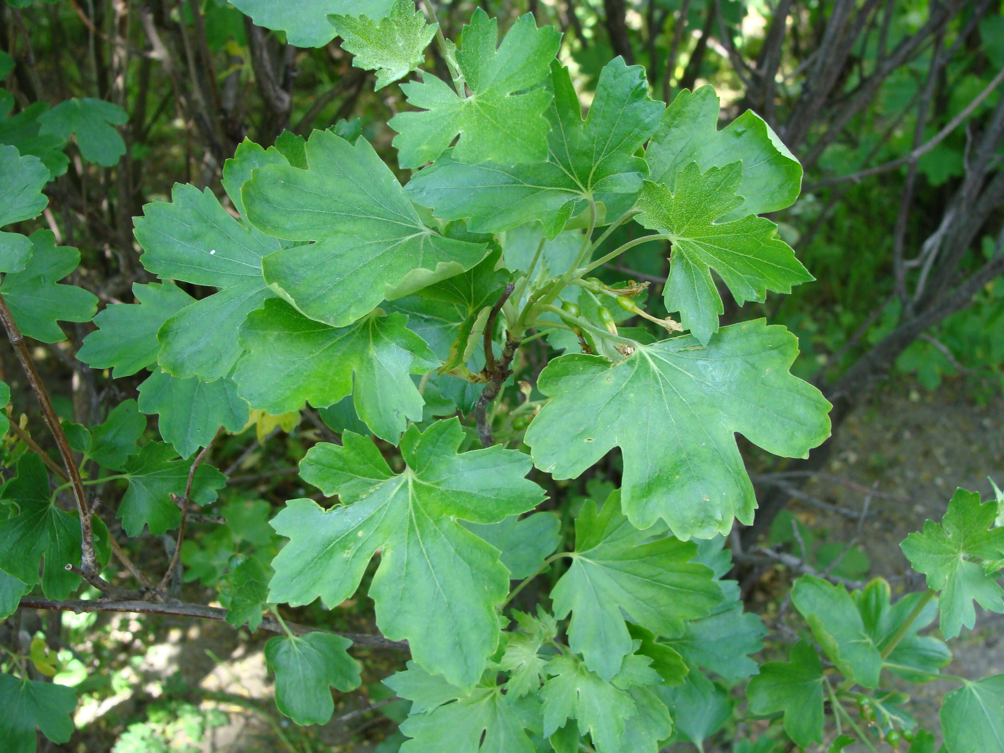 Image of golden currant