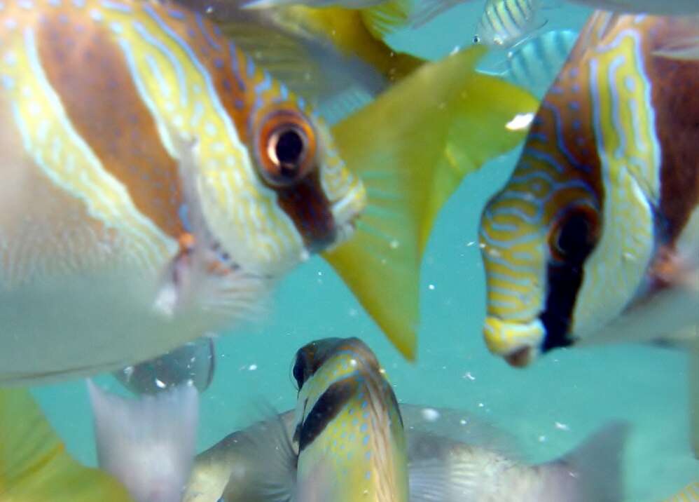 Image of Barred rabbitfish