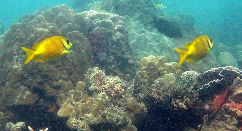 Image of Coral rabbitfish