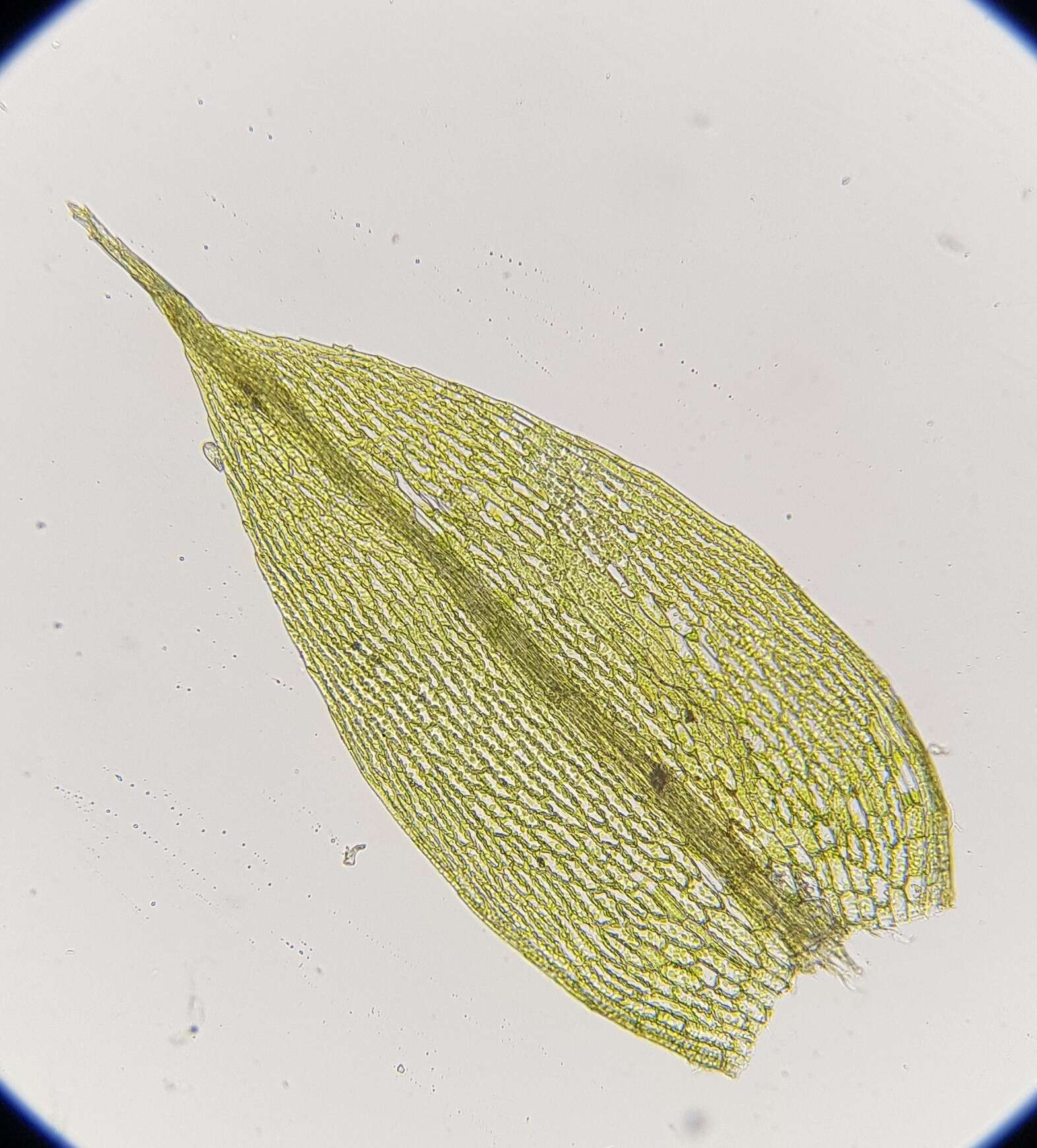 Слика од Bryum gemmiferum R. Wilczek & Demaret 1976