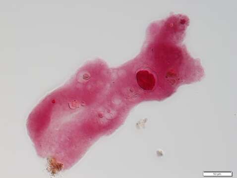 Image of Amoeba proteus
