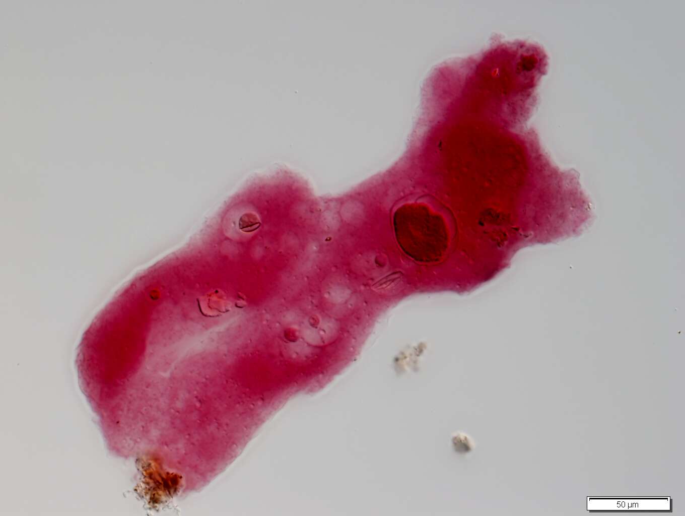 Image of Amoeba proteus