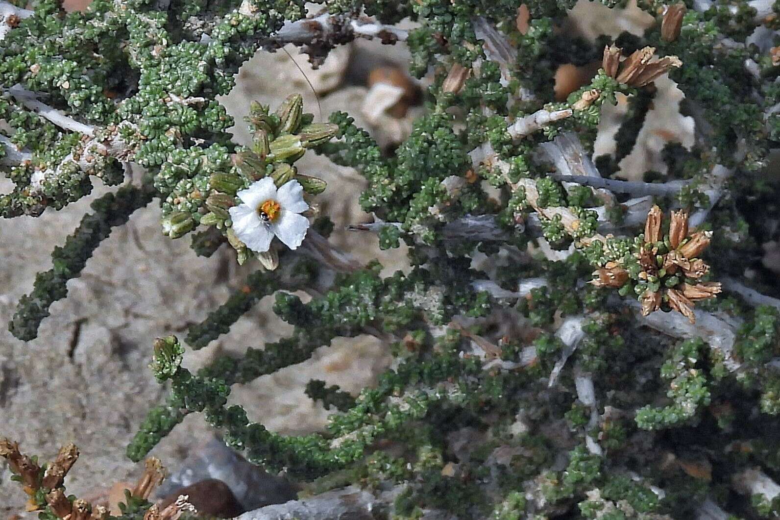 Image de Frankenia patagonica Speg.