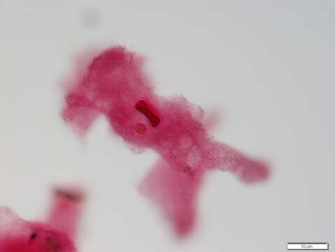 Image of Amoeba proteus