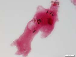 Image of Amoeba proteus