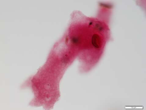 Image of Amoeba proteus