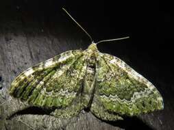 Image of beech-green carpet