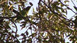 Image of Chinese Barbet