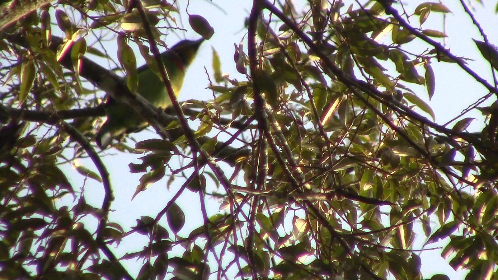 Image of Chinese Barbet