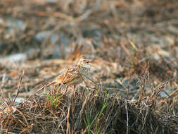 Image of Oriental Skylark