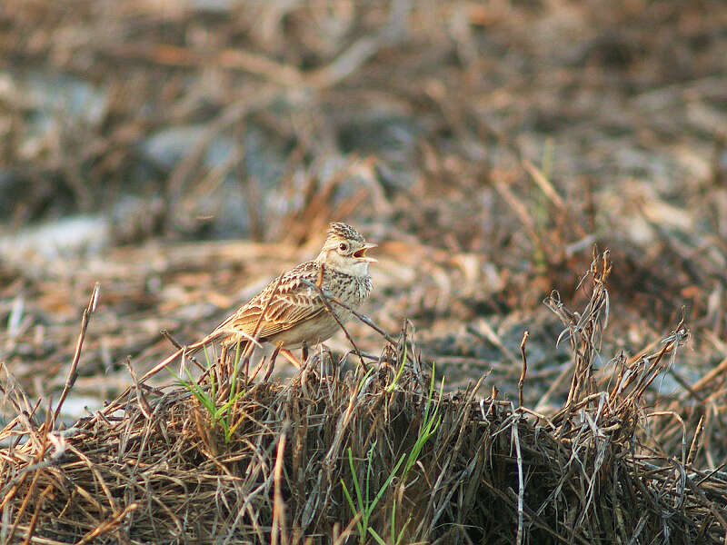 Image of Oriental Skylark