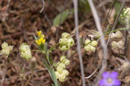 Image of Valerianella vesicaria (L.) Moench