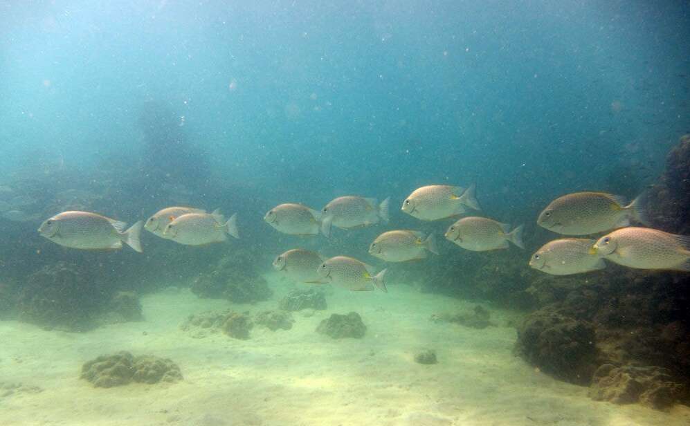 Image of Golden rabbitfish