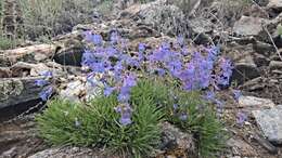 Image of stiffleaf penstemon