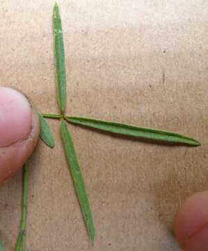 Image of Glycine clandestina Wendl.