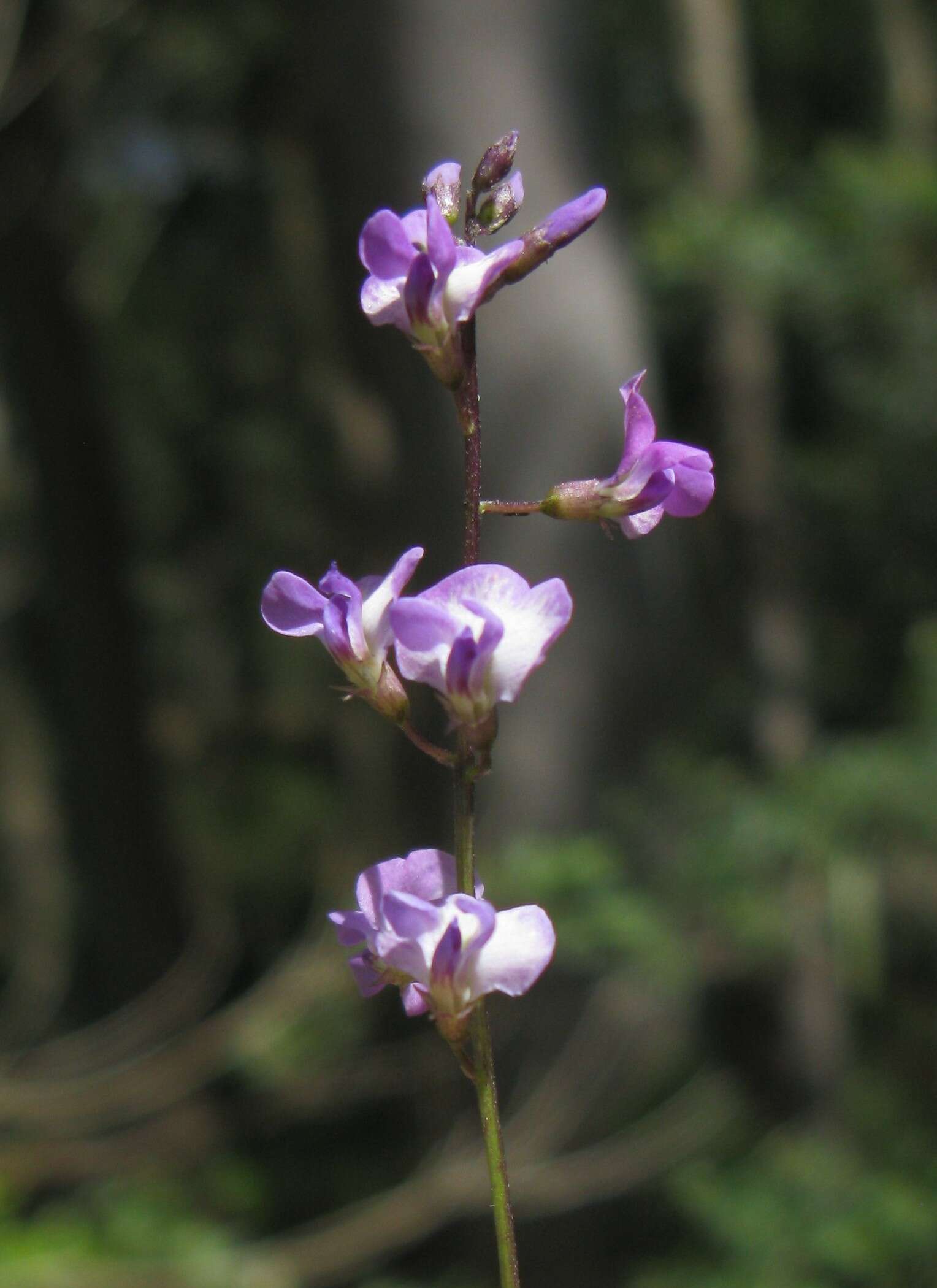 Glycine clandestina Wendl. resmi