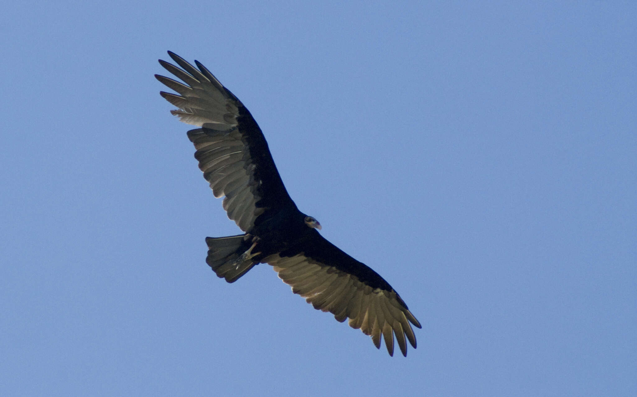 Image of Lesser Yellow-headed Vulture