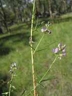 Glycine clandestina Wendl. resmi