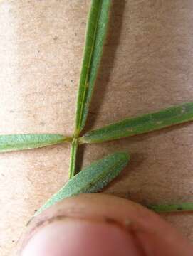 Image of Glycine clandestina Wendl.