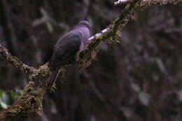 Image of Plumbeous Pigeon