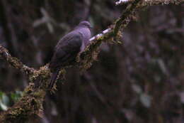 صورة Patagioenas plumbea (Vieillot 1818)