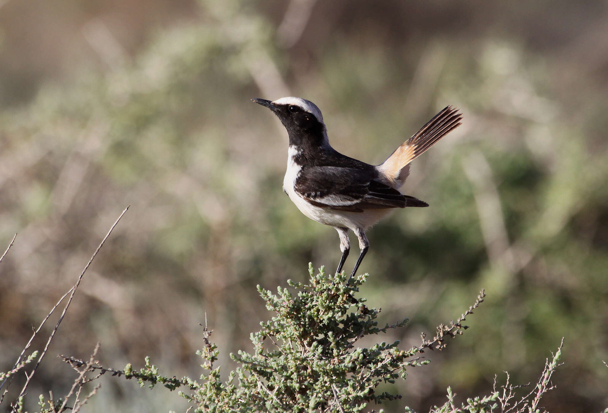 Image of Red-rumped Wheatear