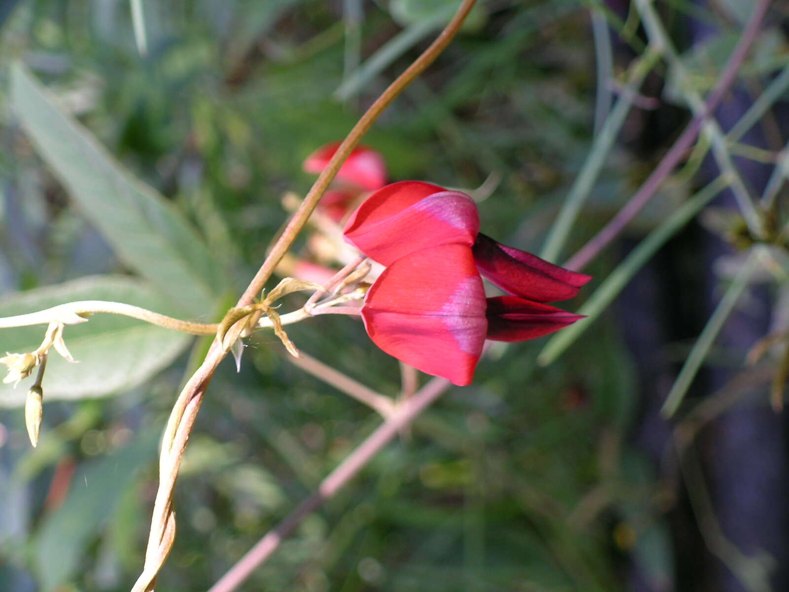 Image of Kennedia rubicunda Vent.