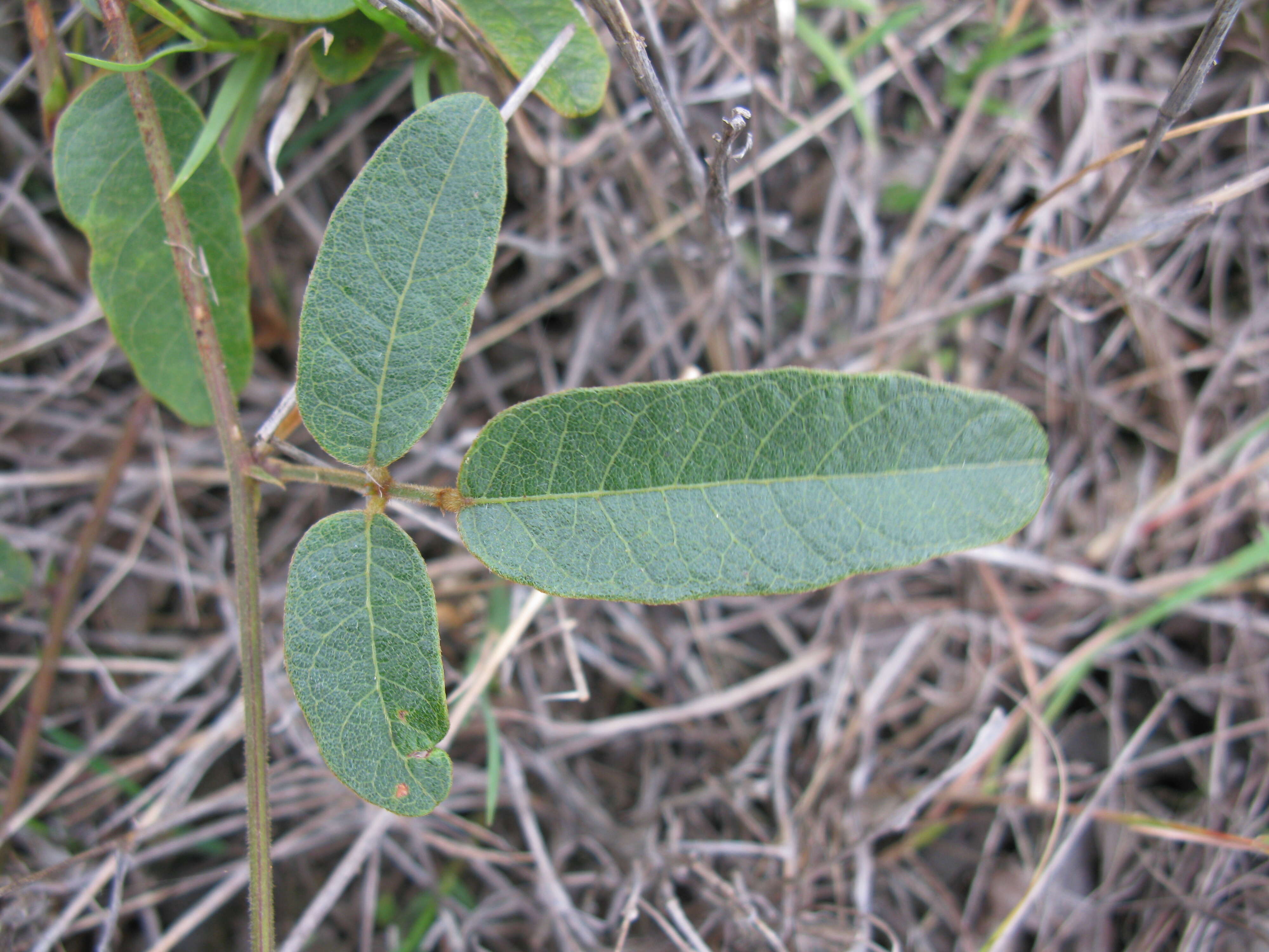 Image of Kennedia rubicunda Vent.