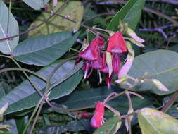 Image of Kennedia rubicunda Vent.