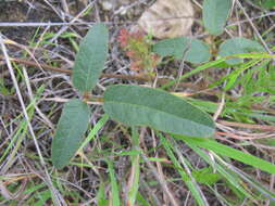 Image of Kennedia rubicunda Vent.