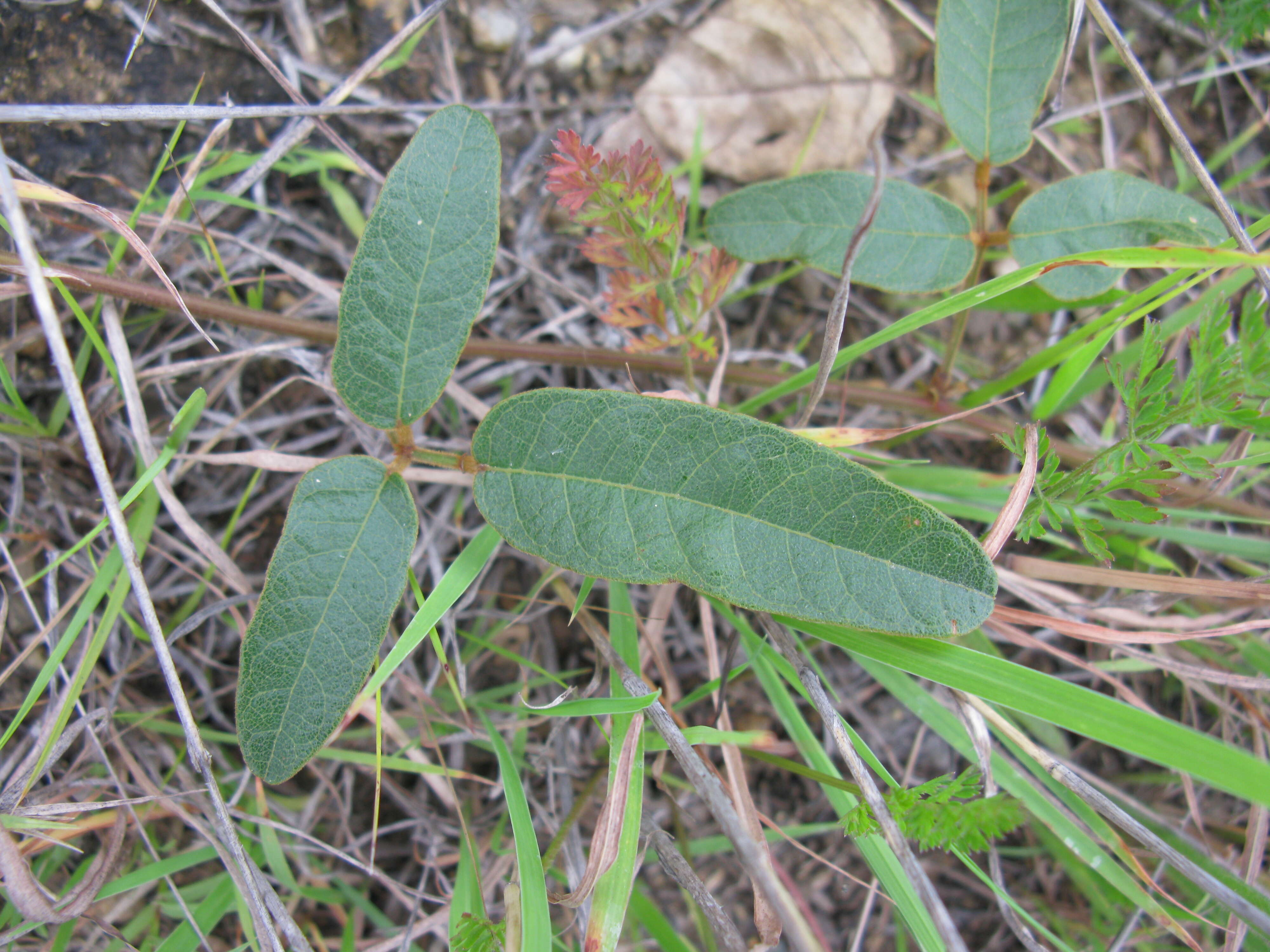 Image of Kennedia rubicunda Vent.