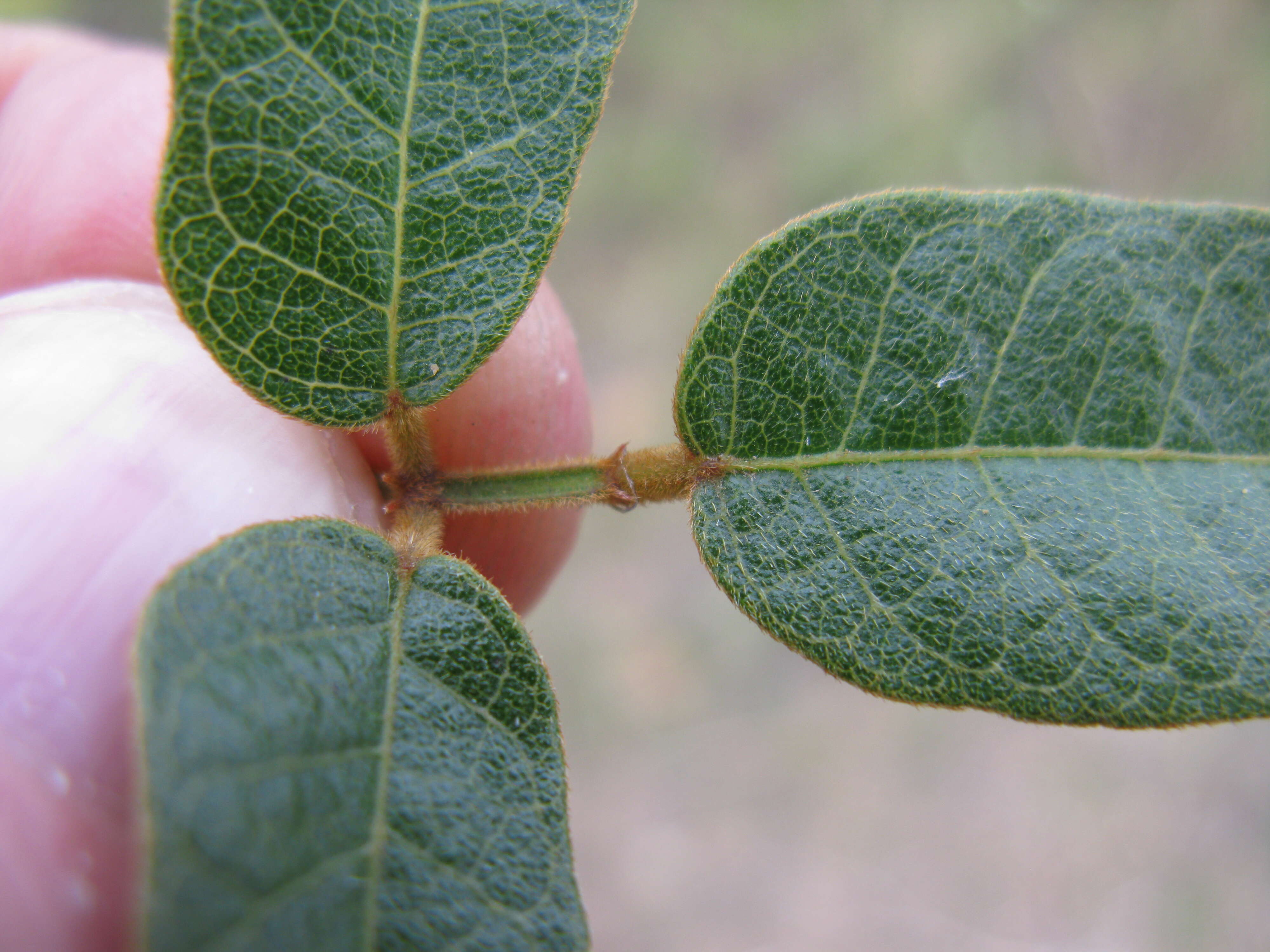 Image of Kennedia rubicunda Vent.