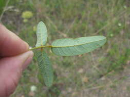 Image of Kennedia rubicunda Vent.