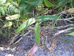 Image of Kennedia rubicunda Vent.