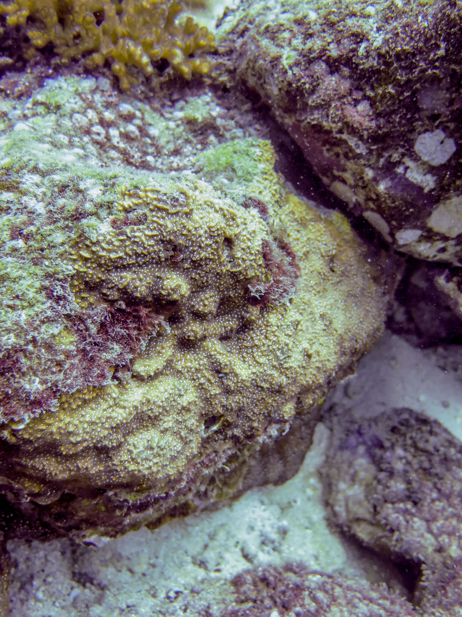 Image of leaf coral