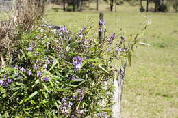 Glycine clandestina Wendl. resmi