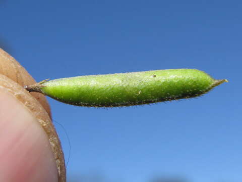 Image of Glycine clandestina Wendl.