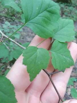 Image of stolonbearing hawthorn