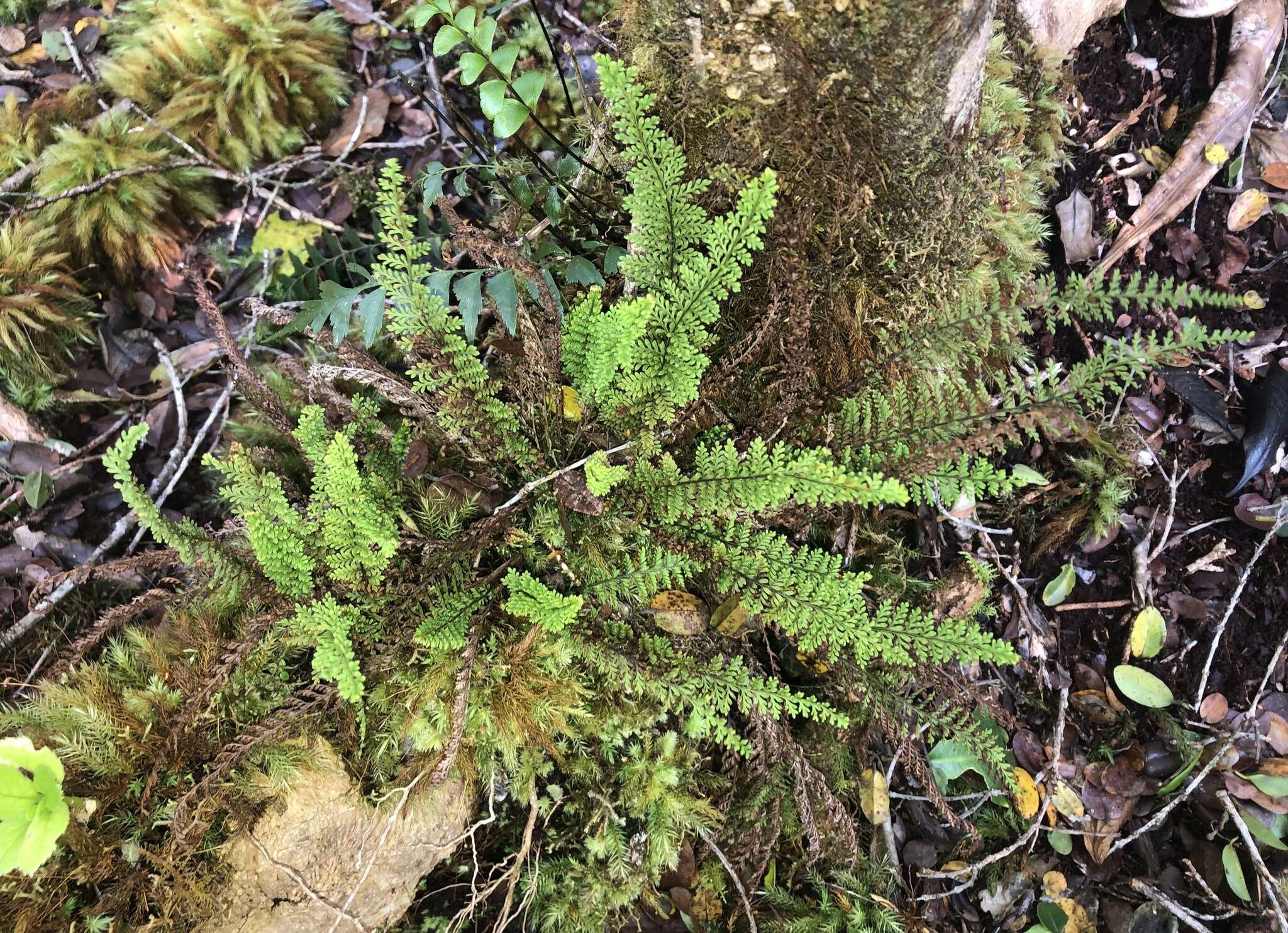 Image of wahini noho mauna