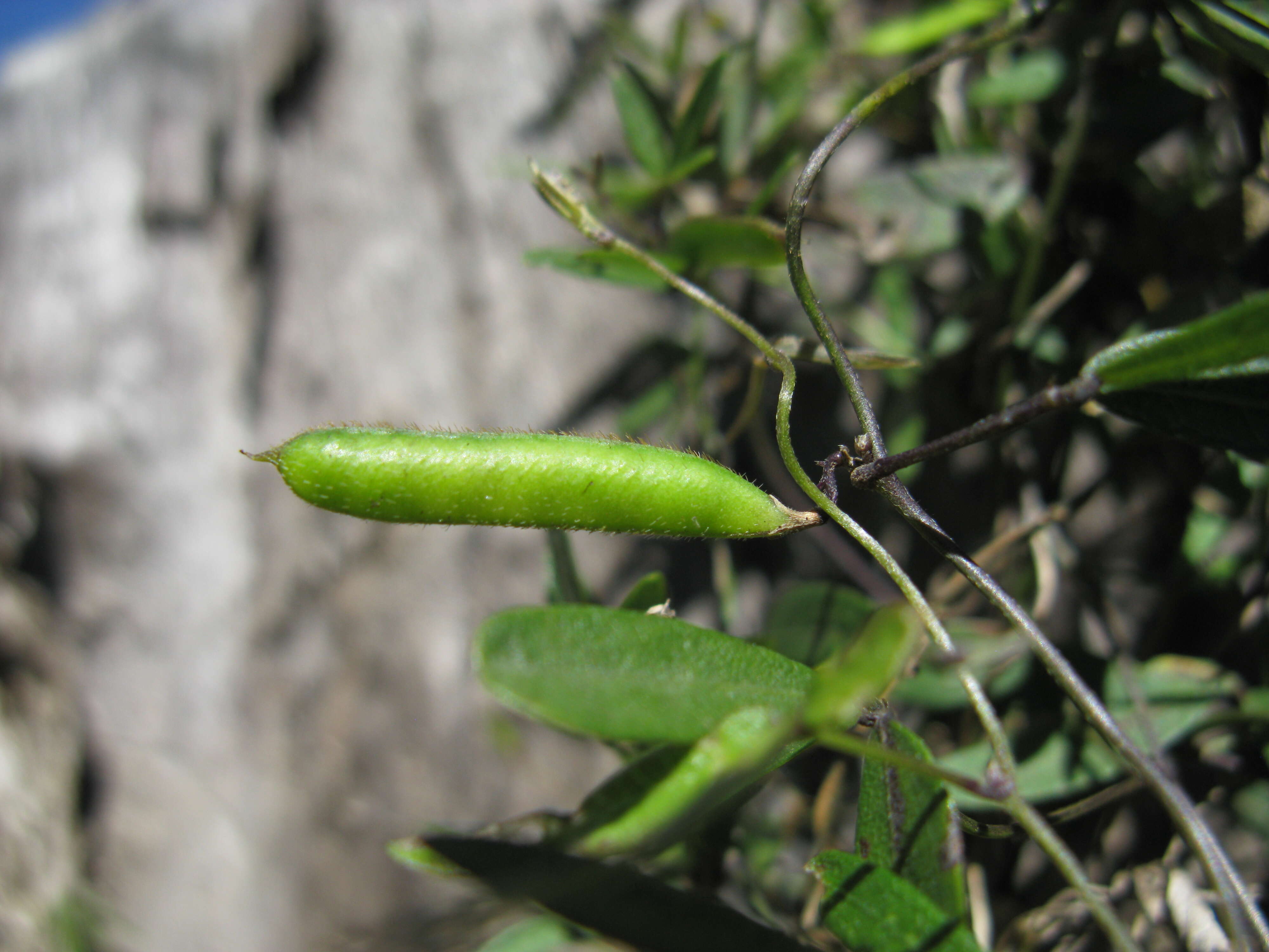 Image of Glycine clandestina Wendl.