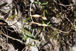 Image of Glycine clandestina Wendl.