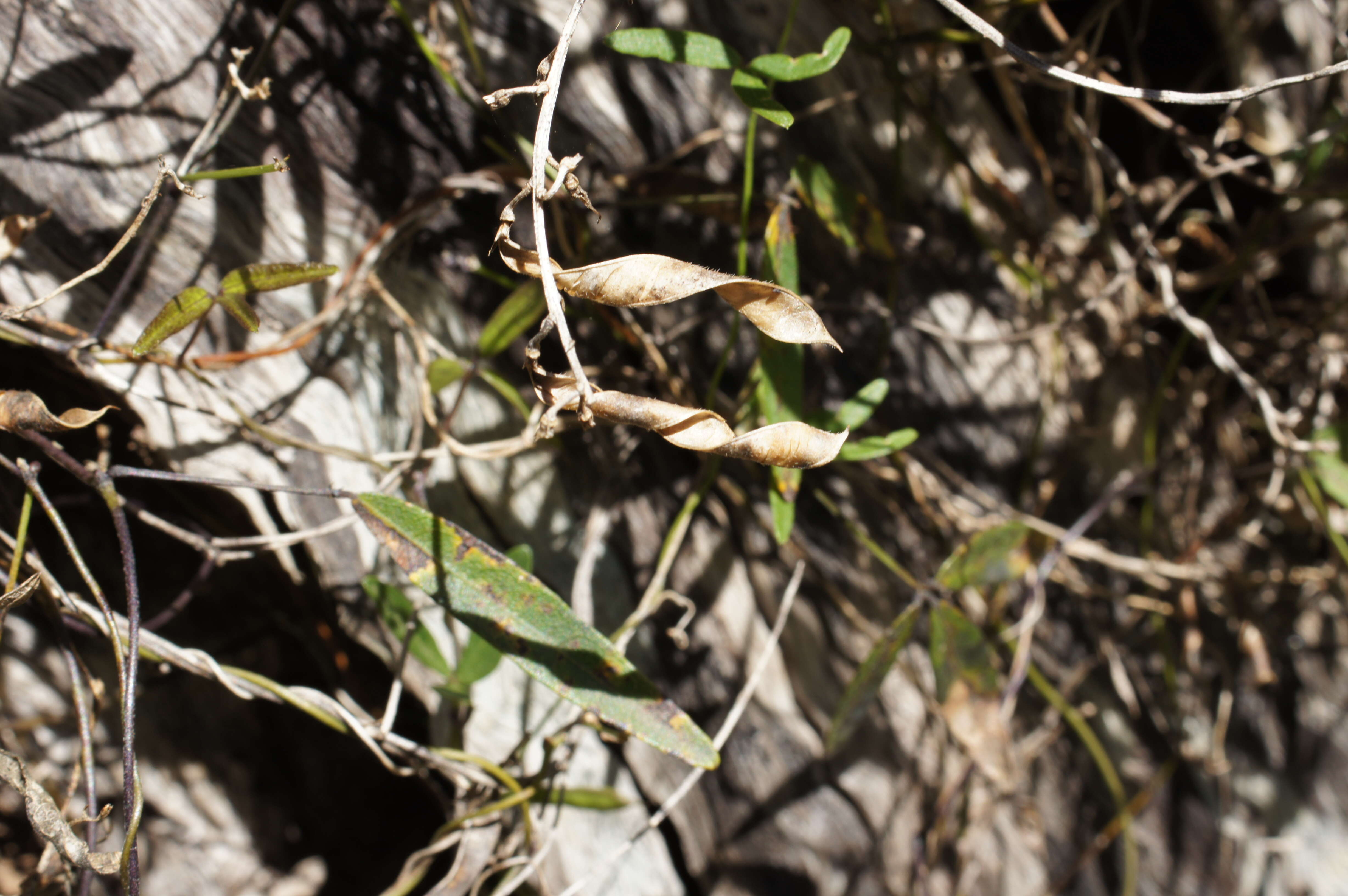 Image of Glycine clandestina Wendl.