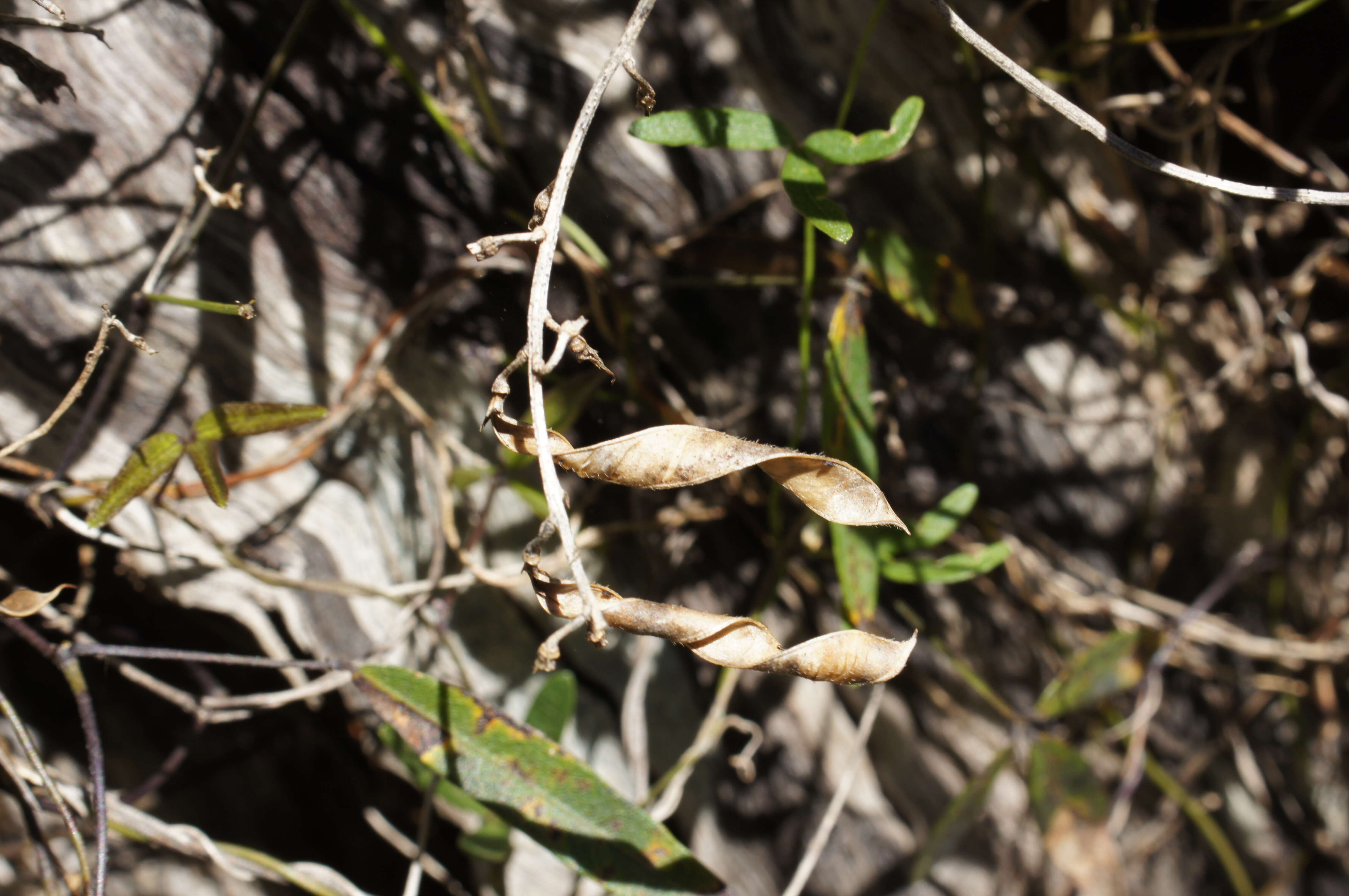 Image of Glycine clandestina Wendl.