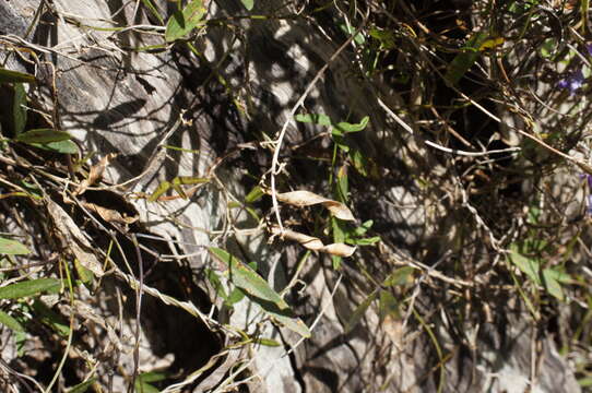 Image of Glycine clandestina Wendl.