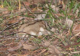 Image of Asiatic Dwarf Hamsters