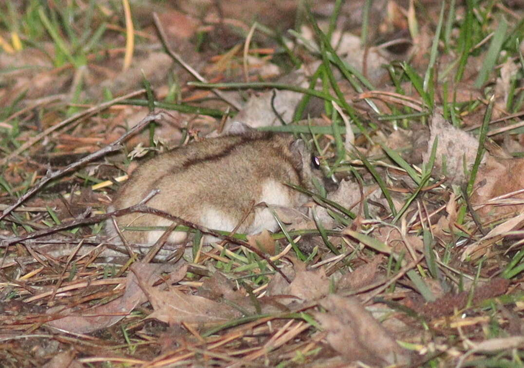 Image of Asiatic Dwarf Hamsters