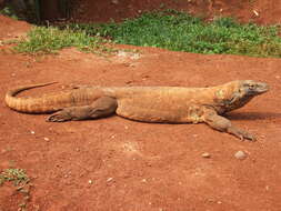 Image of Komodo Dragon