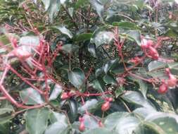 Imagem de Staphylea japonica (Thunb.) Mabb.