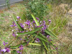 Hardenbergia violacea (Schneev.) Stearn resmi