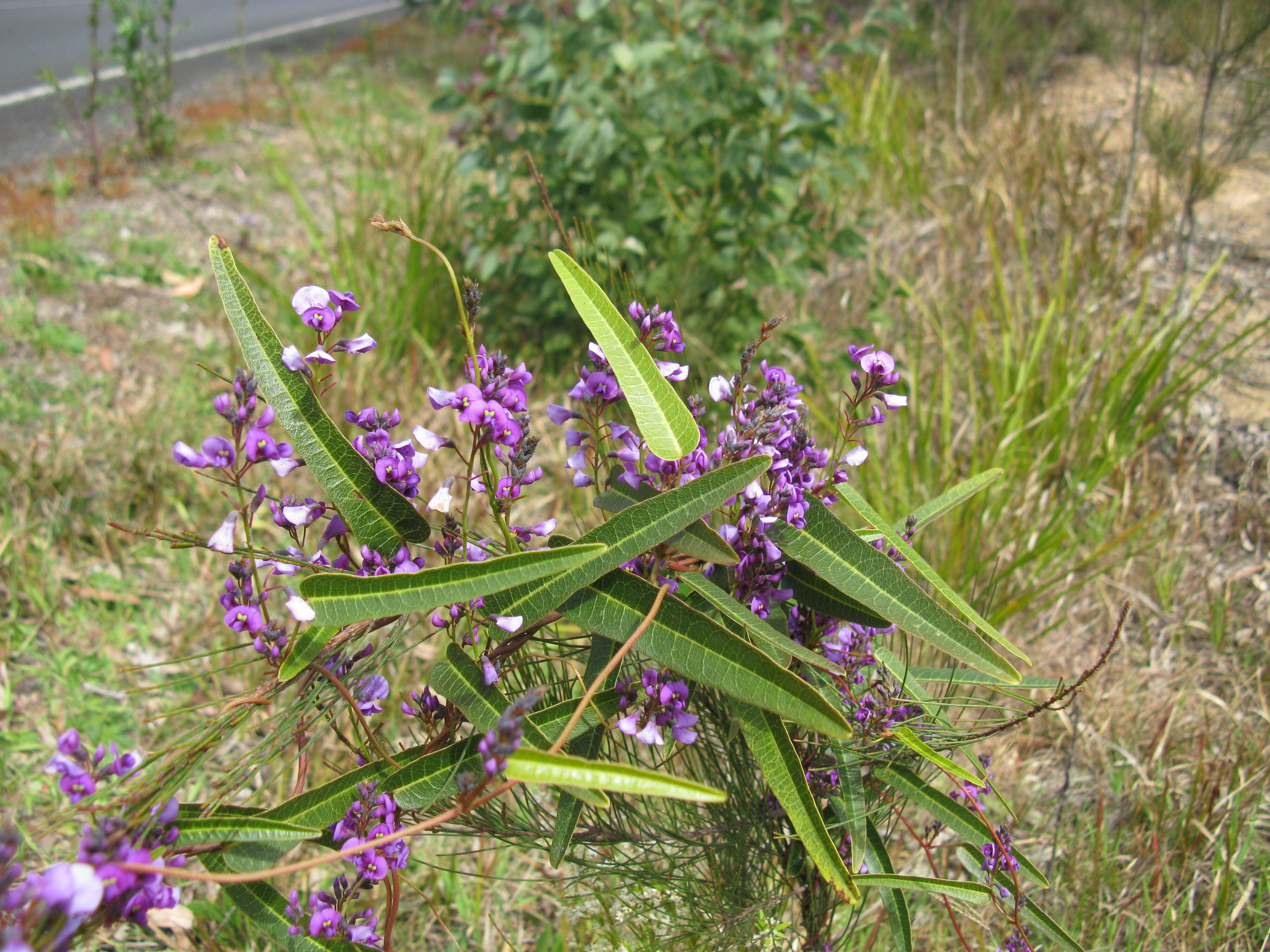 Hardenbergia violacea (Schneev.) Stearn resmi